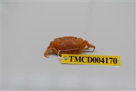 藏品(絨毛近方蟹)的圖片